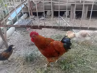 Chickens — Foto 1