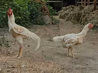 Chickens — عکس 8
