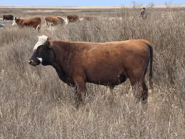 Dibi, Kazakh White-headed cow