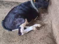Krava, Russian Black pied cattle — foto 4