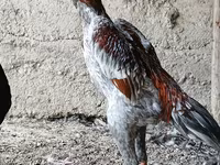 Chickens — picha 1