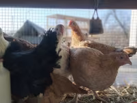 Chickens — fotografija 7