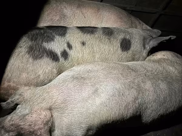 नर सूअर, सूअर — मॉल्डोवा