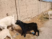 Kambing jantan, Goats — foto 3