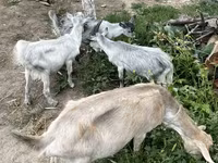 ছাগী, ছাগল — ছবি 1