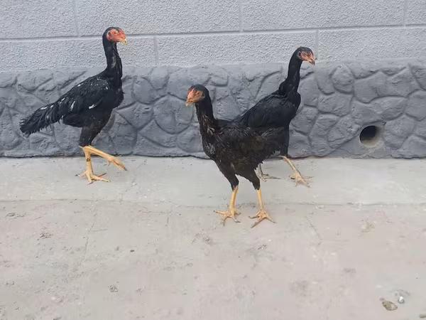 Chickens