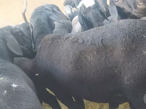 Beran, Ovce