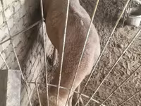 قوچ, گوسفند — عکس 2