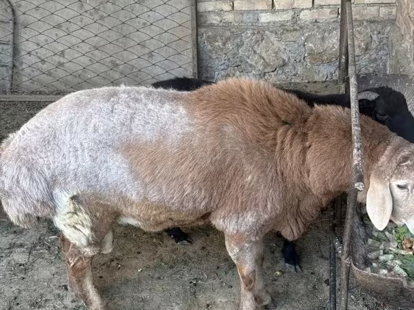 Ram, Arashan sheep