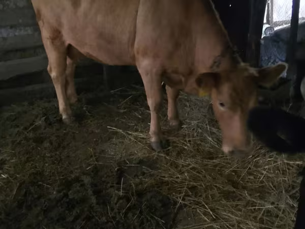 Krava, Simmental cattle