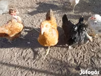 Chickens — รูปภาพ 4