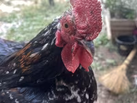 Japansk Bantam — foto 1