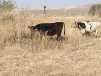 İnek, Sığır — foto 4