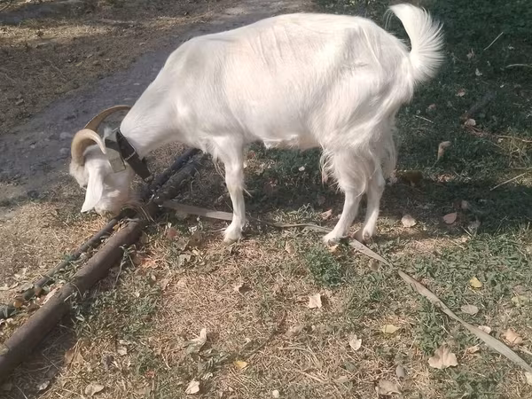Koza, Alpine goat