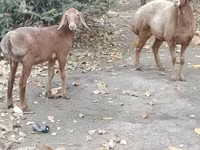 Får, Hissar sheep — foto 8
