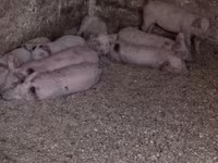 Babi betina, Pigs — foto 7