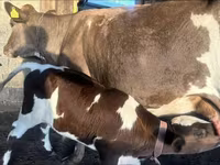 Lembu betina, Latvian Blue cattle — foto 1