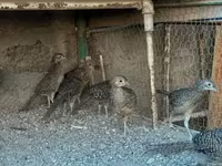 Guinea fowl — புகைப்படம் 4
