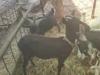 Κατσίκα, Murcia-Granada goats — φωτογραφία 3