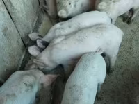 Cinghiale, Крупная белая — foto 1