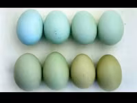 Chickens — foto 4