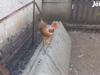 Chickens — Foto 2