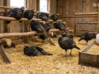 Turkeys — foto 2