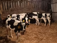 Бұқа, Russian Black pied cattle — 3-сурет