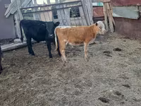 Toro, Bovini — foto 1