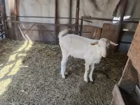 Chèvre, Saanen goat — photo 5