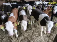 公牛, Cattle — 照片 1