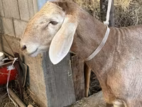 Ram, Arashan sheep — photo 5