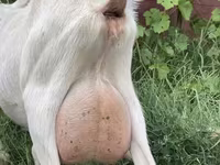 Mbuzi jike, Saanen goat — picha 1