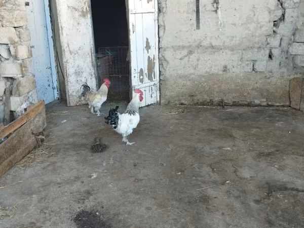 ብራህማ
