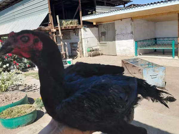 Chickens