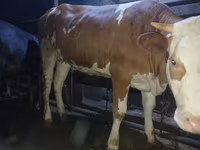 Mucca, Simmental cattle — foto 1