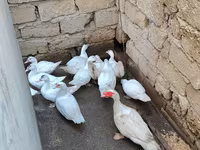 Ducks — zdjęcie 2