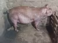 Säue, Schweine — Foto 6