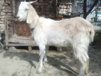 Capra, Capre — foto 2