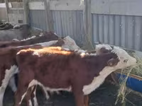 Lembu jantan, Hereford — foto 5