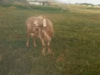 Baran, Owce — zdjęcie 3