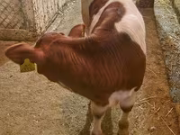 Toro, Ganado vacuno — foto 3