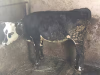 Krava, Swiss cattle — foto 1