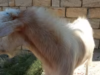 Kambing betina, Goats — foto 5