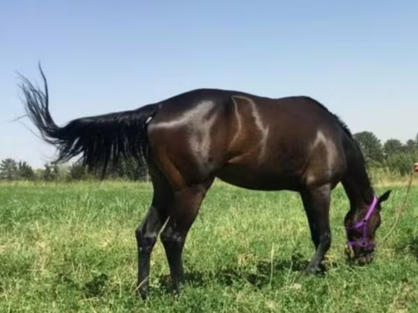 Kobila, Anglo-Arabian
