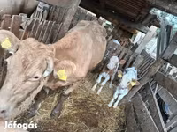 Lembu betina, Simmental cattle — foto 2