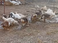 Ducks — fotografija 8