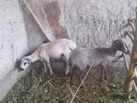 كبش, الأغنام — الصورة 4