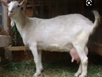 Buk, Saanen goat — foto 3