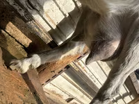 Koza, Alpine goat — foto 4